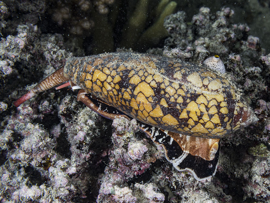 Conus textile
